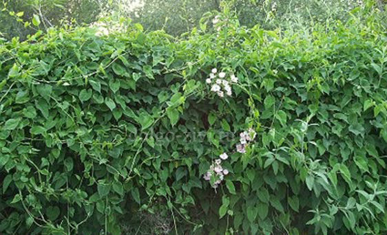 Лечение варикоцеле без операции: таблетки, народные средства, отзывы мужчин