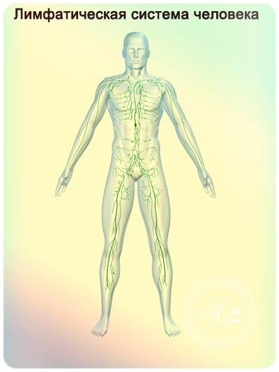 Лимфодренаж в домашних условиях (щеткой, аппаратный, ручной) – показания и противопоказания для массажа рук, ног, лица