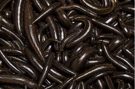 Лимфостаз: лечение (народное, гирудотерапия), причины