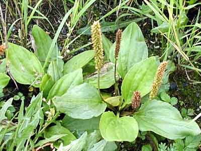 Лимфостаз: лечение (народное, гирудотерапия), причины