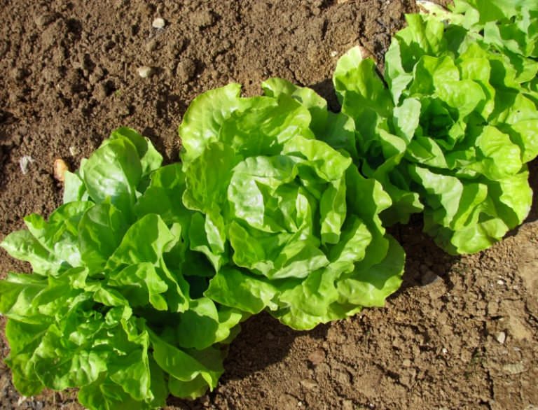 Листовой салат: видовое разнообразие и способы выращивания