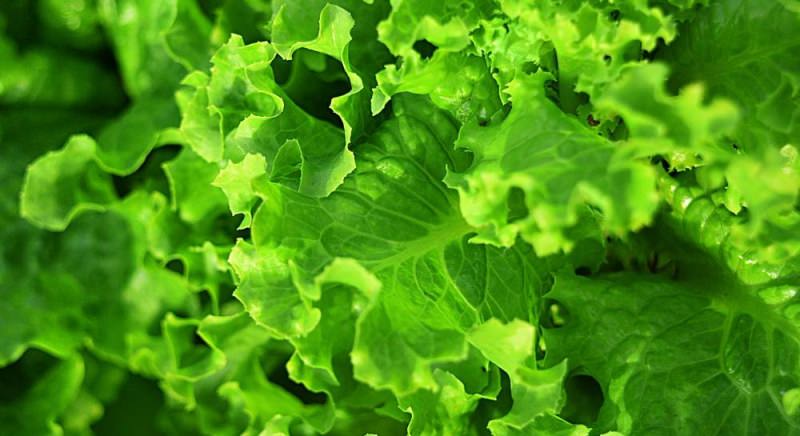 Листовой салат: видовое разнообразие и способы выращивания
