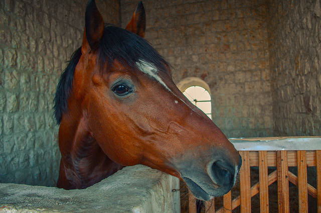 Лошадь и тигр — совместимость мужчины и женщины в любовных отношениях