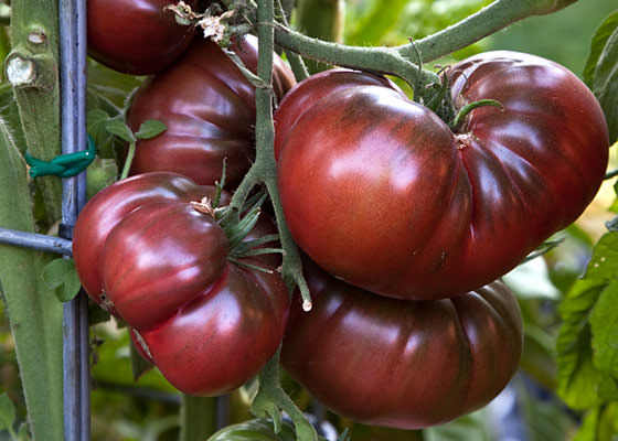 Лучшие сорта черных помидоров