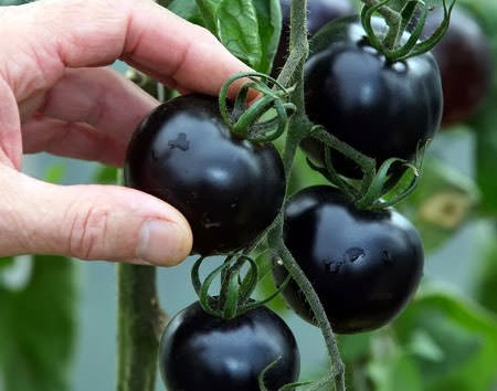 Лучшие сорта черных помидоров