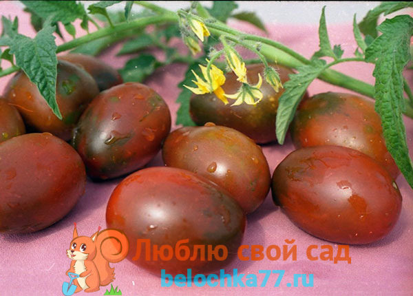 Лучшие сорта черных помидоров