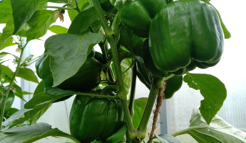 Лучшие сорта сладкого перца для теплиц