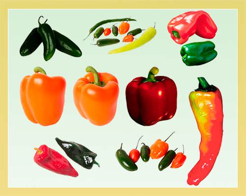 Лучшие сорта сладкого перца для теплиц