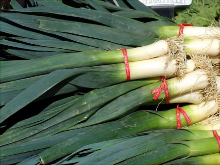 Лук-порей: способы посадки и особенности выращивания