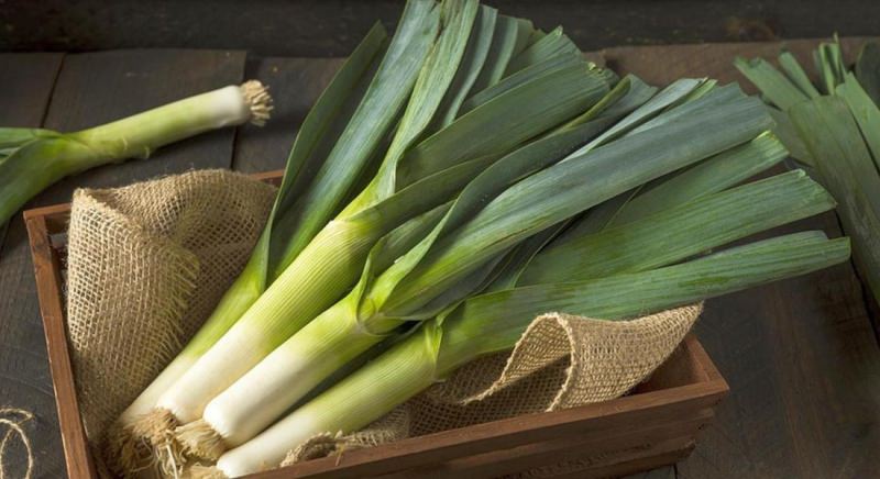 Лук-порей: способы посадки и особенности выращивания