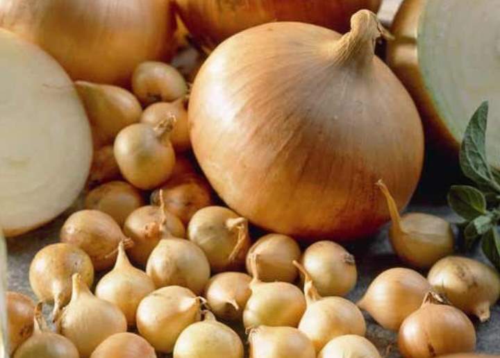 Лук севок: лучшие сорта и технология посадки