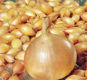 Лук севок: лучшие сорта и технология посадки