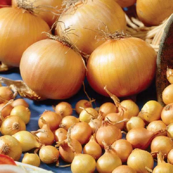Лук севок: лучшие сорта и технология посадки