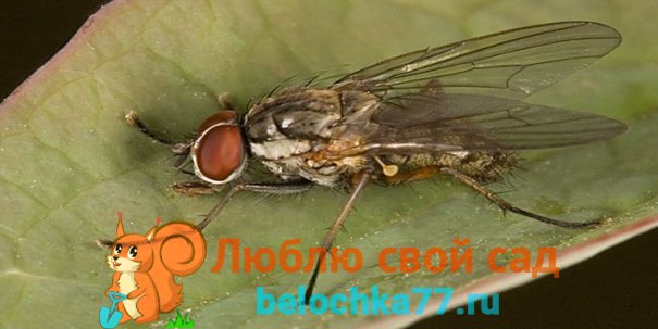 Луковая муха: чем опасен вредитель и как с ним бороться