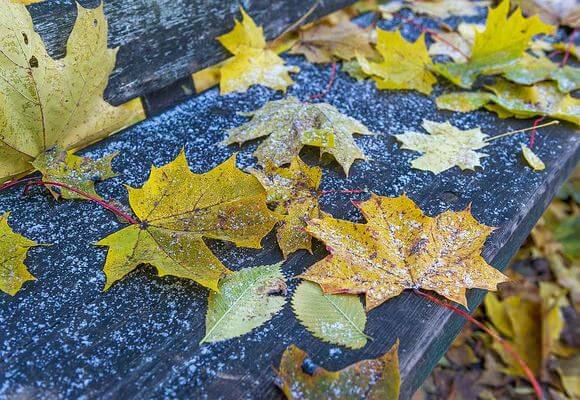 Лунный календарь садовода и огородника на ноябрь 2018 года