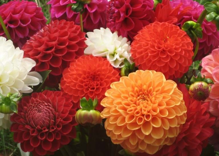 Можно ли георгины махровая смесь сразу высаживать в грунт?