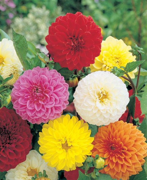 Можно ли георгины махровая смесь сразу высаживать в грунт?