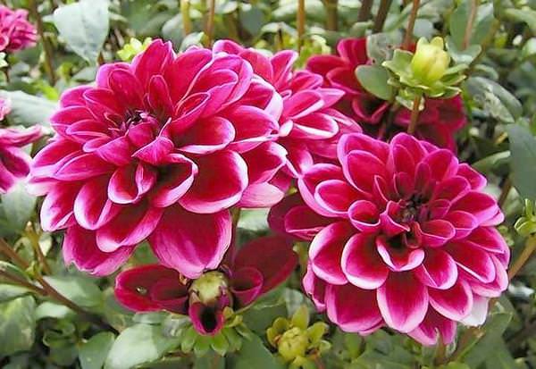 Можно ли георгины махровая смесь сразу высаживать в грунт?