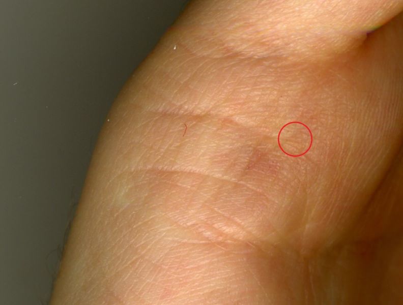 Можно ли определить пол будущего ребенка по линиям руки?