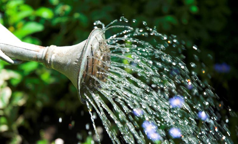 Можно ли осуществлять полив помидоров холодной водой