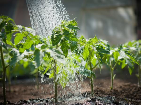 Можно ли осуществлять полив помидоров холодной водой
