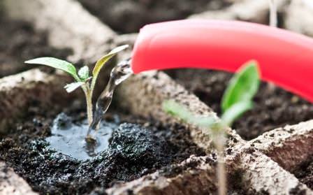 Можно ли осуществлять полив помидоров холодной водой