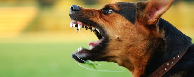 Можно ли убить электрошокером человека, свинью или курицу