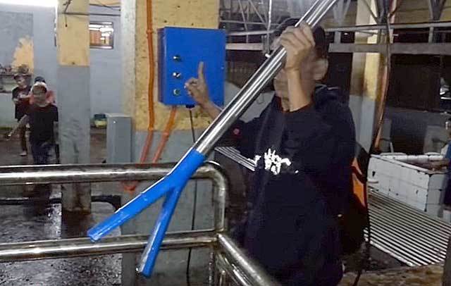 Можно ли убить электрошокером человека, свинью или курицу