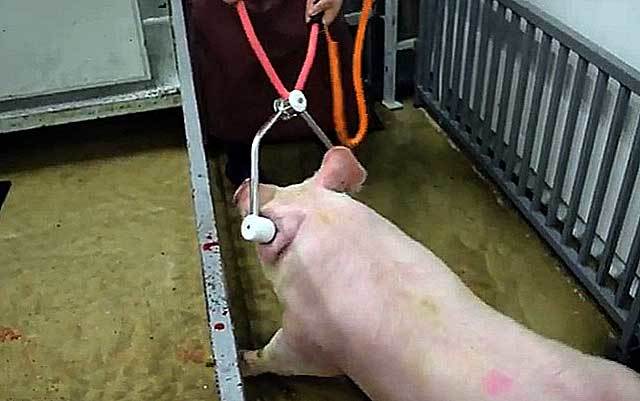 Можно ли убить электрошокером человека, свинью или курицу