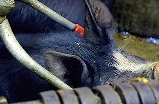 Можно ли убить электрошокером человека, свинью или курицу