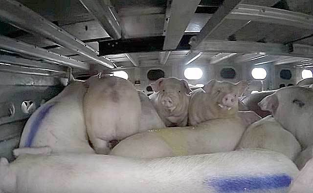 Можно ли убить электрошокером человека, свинью или курицу