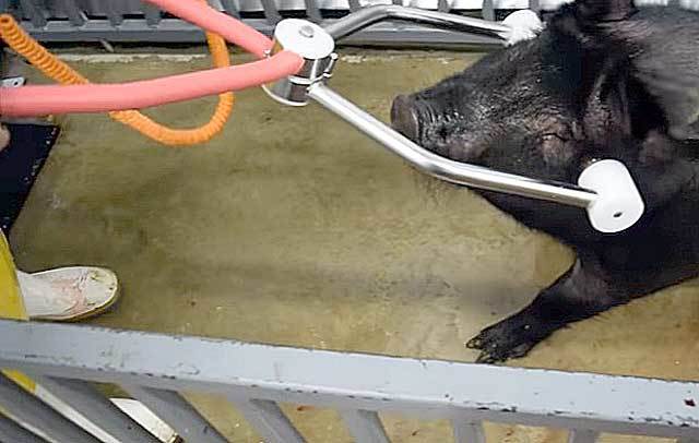 Можно ли убить электрошокером человека, свинью или курицу