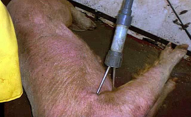 Можно ли убить электрошокером человека, свинью или курицу