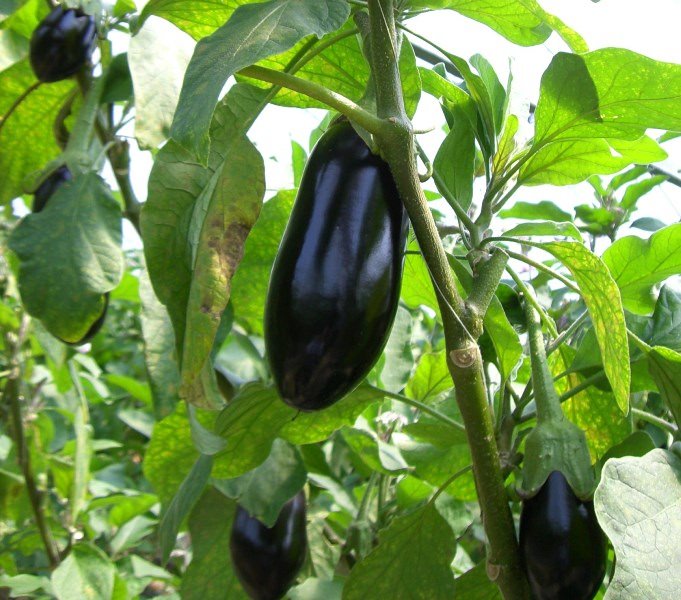 Можно ли выращивать баклажаны на урале в теплице?