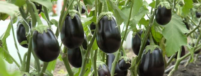Можно ли выращивать баклажаны на урале в теплице?