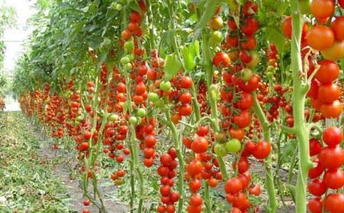 Можно ли вырастить томаты на гидропонике в домашних условиях?