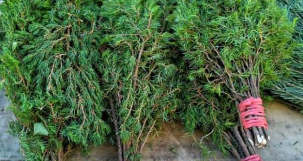 Можжевеловые веники для бани: как запарить веник из можжевельника, польза и вред – всё о банях