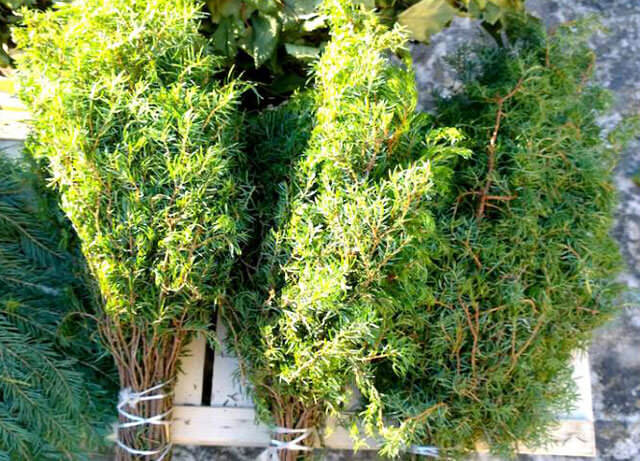 Можжевеловые веники для бани: как запарить веник из можжевельника, польза и вред – всё о банях