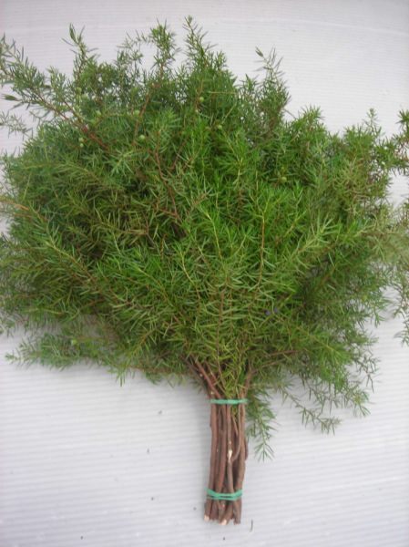 Можжевеловые веники для бани: как запарить веник из можжевельника, польза и вред – всё о банях