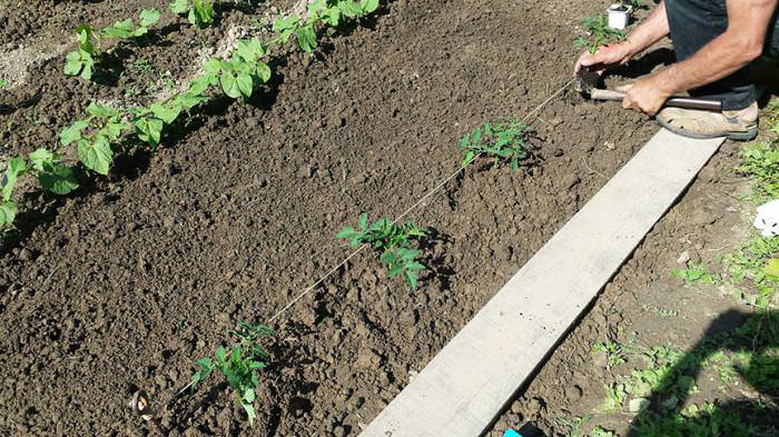 На каком расстоянии следует сажать различные культуры