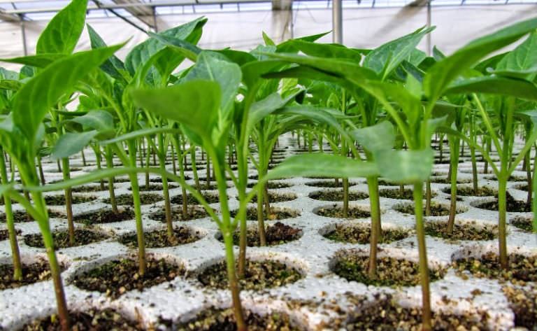 На каком расстоянии следует сажать различные культуры