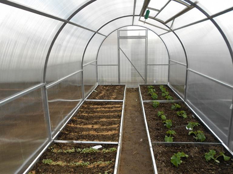 На каком расстоянии следует сажать различные культуры