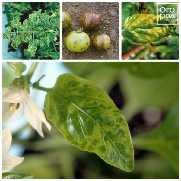 Наиболее опасные болезни помидоров