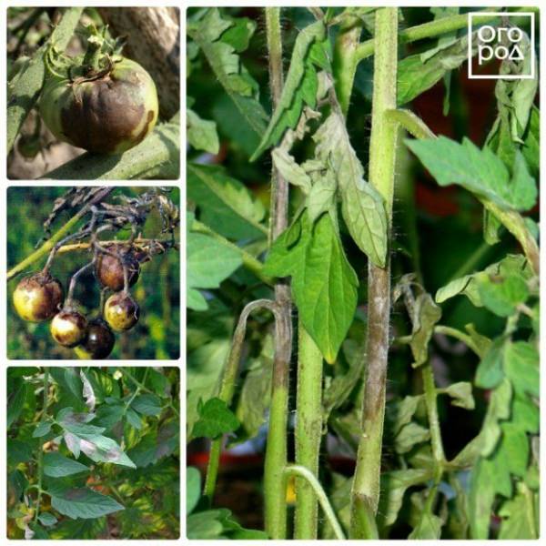 Наиболее опасные болезни помидоров