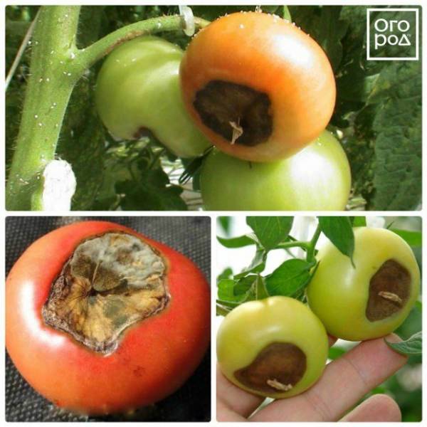 Наиболее опасные болезни помидоров