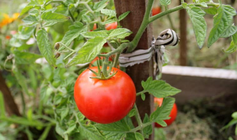 Народные средства для подкормки помидоров