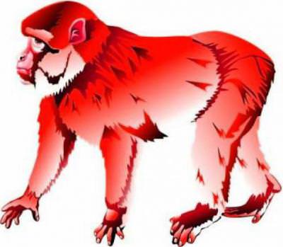 Насколько хорошая совместимость собаки с обезьяной?