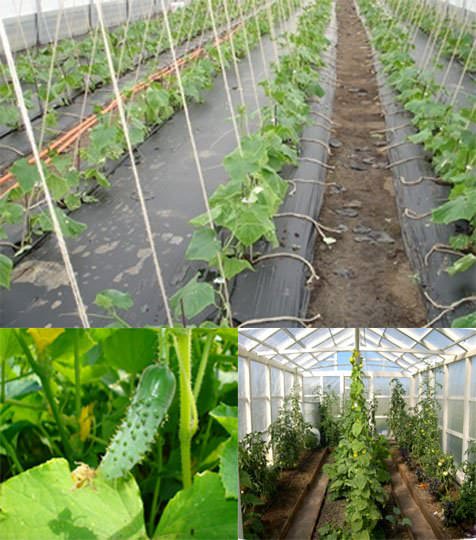 Насколько рентабелен бизнес-план выращивания огурцов в теплице?