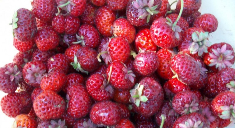 Необычная клубника черного цвета