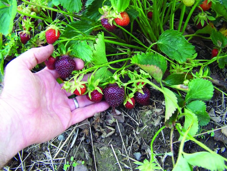 Необычная клубника черного цвета